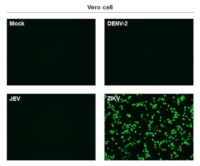 Zika Virus Envelope Protein Antibody in Immunocytochemistry (ICC/IF)