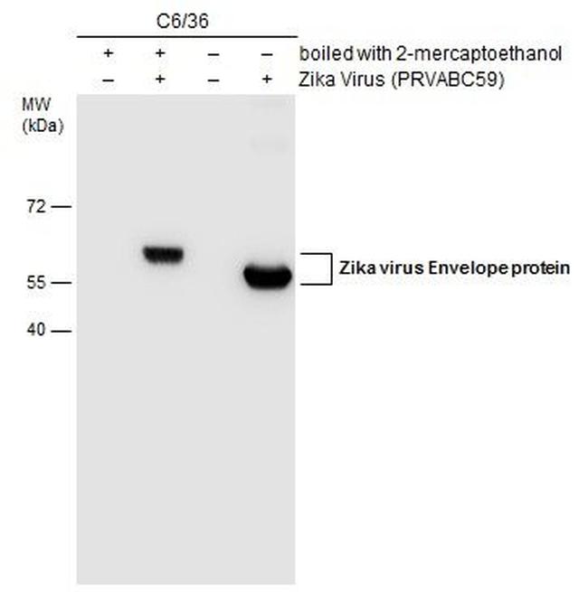 Zika Virus Envelope Protein Antibody in Western Blot (WB)