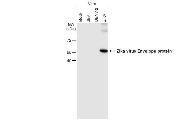 Zika Virus Envelope Protein Antibody in Western Blot (WB)