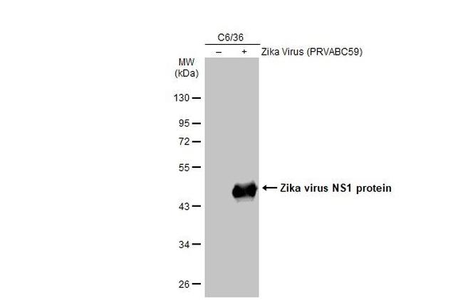 Zika Virus NS1 Antibody in Western Blot (WB)