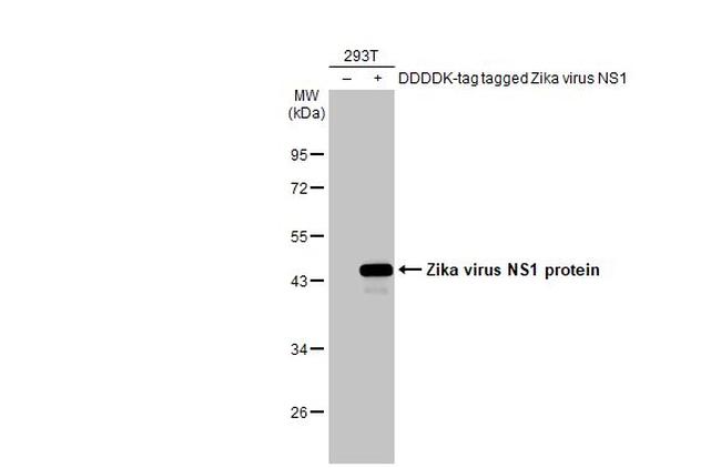 Zika Virus NS1 Antibody in Western Blot (WB)