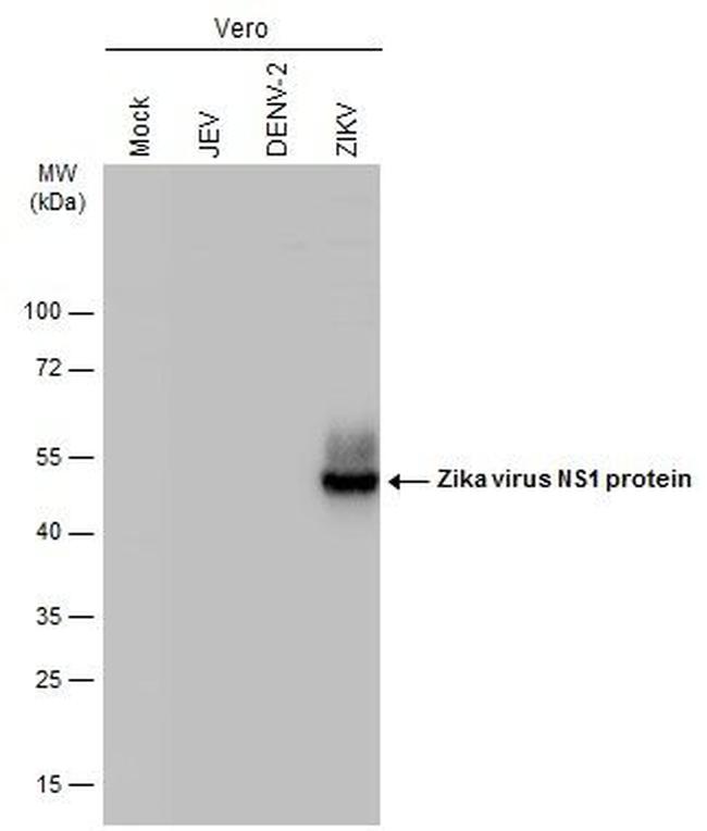 Zika Virus NS1 Antibody in Western Blot (WB)