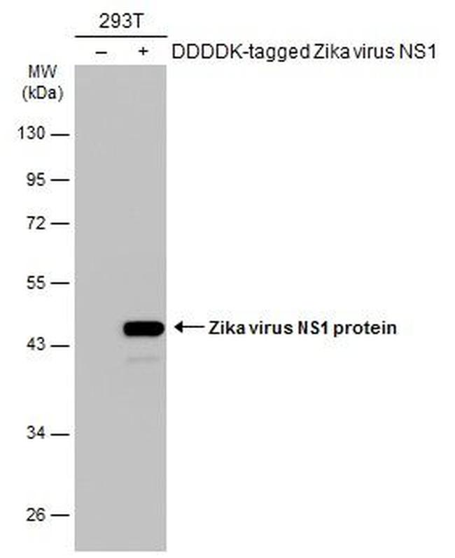 Zika Virus NS1 Antibody in Western Blot (WB)