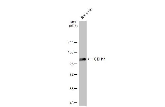 CDH11 Antibody in Western Blot (WB)