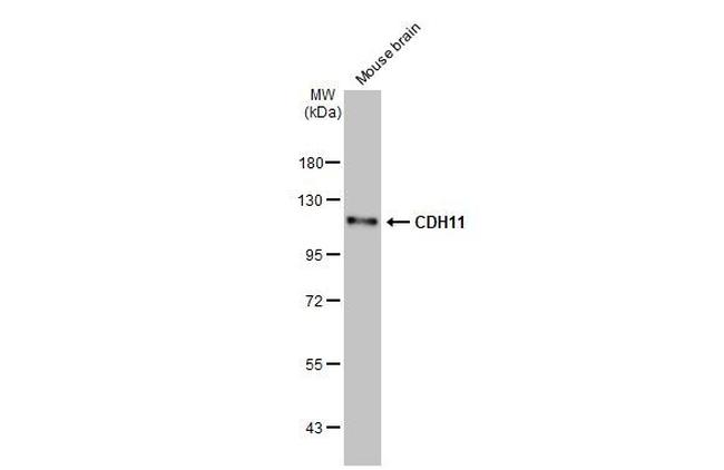 CDH11 Antibody in Western Blot (WB)