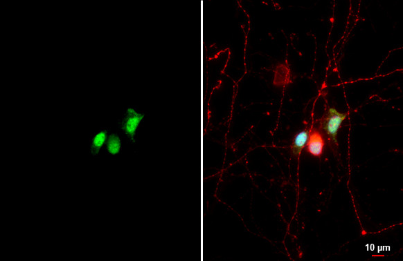 CLOCK Antibody in Immunocytochemistry (ICC/IF)