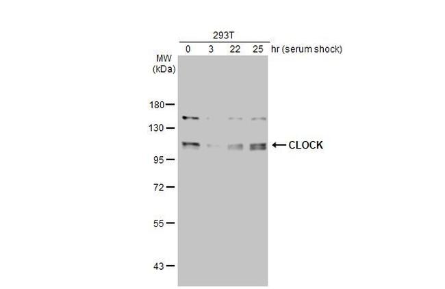 CLOCK Antibody in Western Blot (WB)