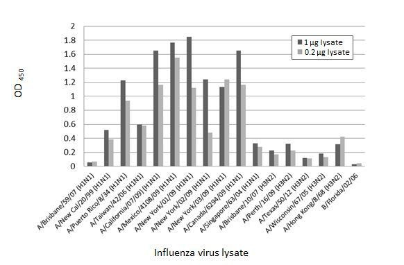 Influenza A NP Antibody in ELISA (ELISA)