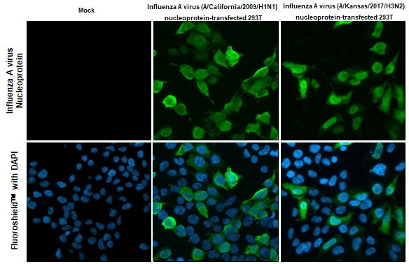 Influenza A NP Antibody in Immunocytochemistry (ICC/IF)