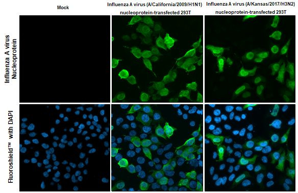 Influenza A NP Antibody in Immunocytochemistry (ICC/IF)