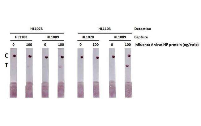 Influenza A NP Antibody in Lateral Flow (LF)