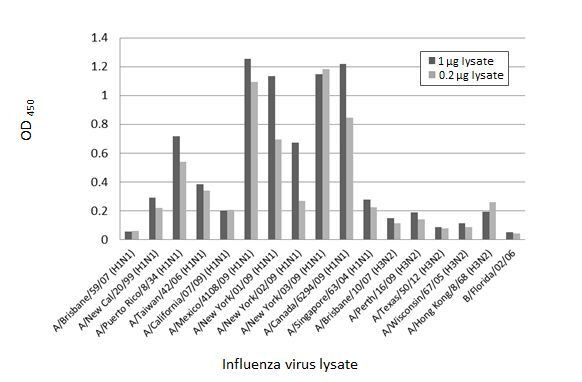 Influenza A NP Antibody in ELISA (ELISA)