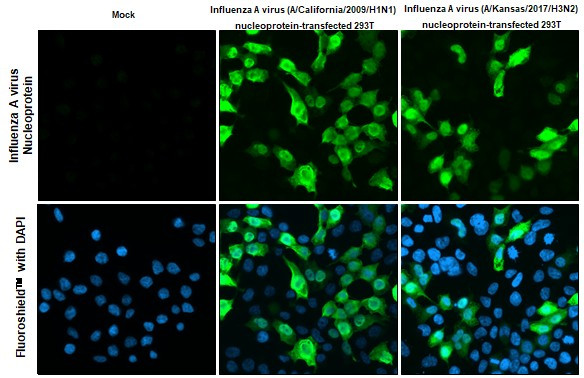 Influenza A NP Antibody in Immunocytochemistry (ICC/IF)