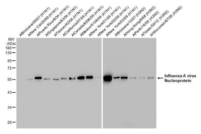 Influenza A NP Antibody in Western Blot (WB)