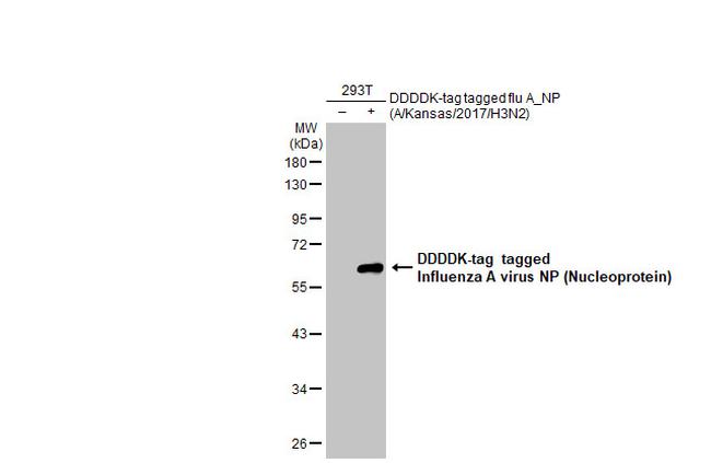 Influenza A NP Antibody in Western Blot (WB)