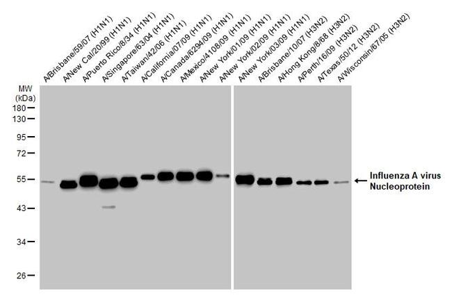 Influenza A NP Antibody in Western Blot (WB)