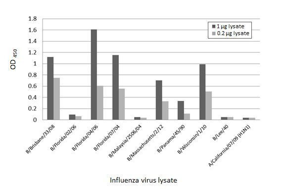 Influenza B NP Antibody in ELISA (ELISA)