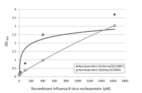 Influenza B NP Antibody in ELISA (ELISA)