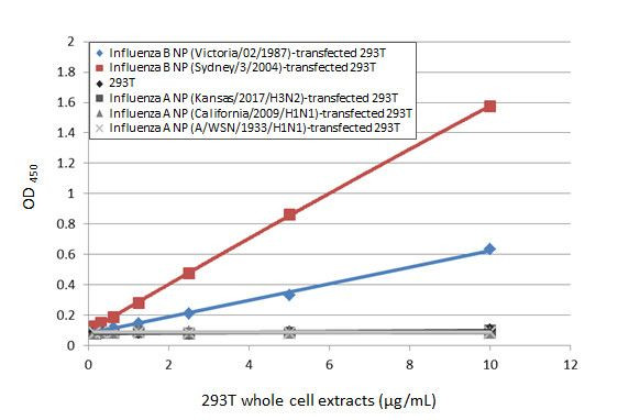 Influenza B NP Antibody in ELISA (ELISA)