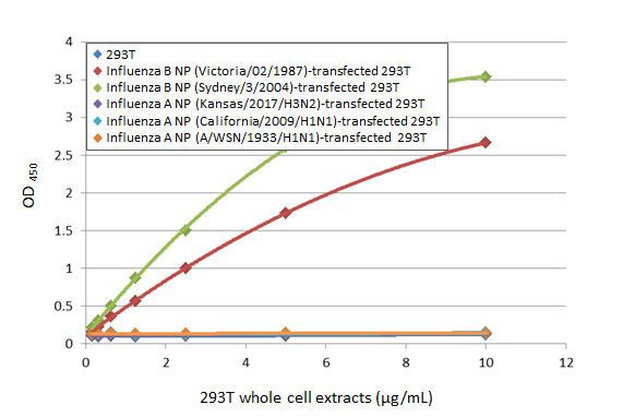 Influenza B NP Antibody in ELISA (ELISA)