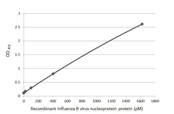 Influenza B NP Antibody in ELISA (ELISA)