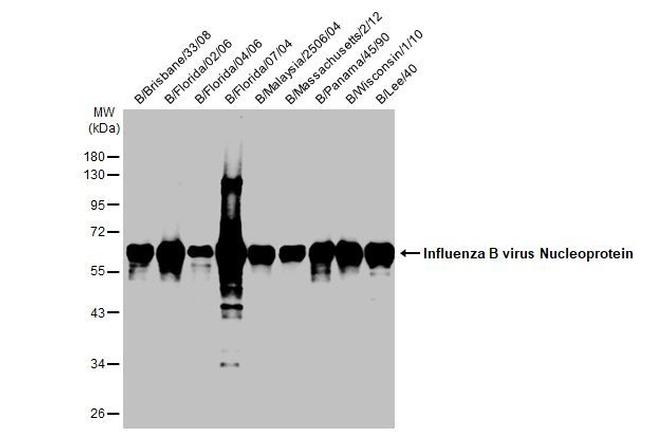 Influenza B NP Antibody in Western Blot (WB)