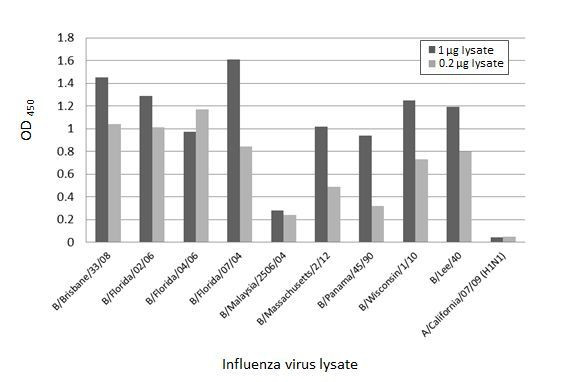 Influenza B NP Antibody in ELISA (ELISA)