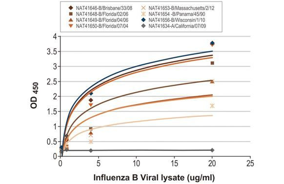 Influenza B NP Antibody in ELISA (ELISA)