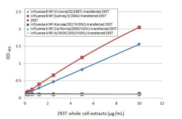 Influenza B NP Antibody in ELISA (ELISA)