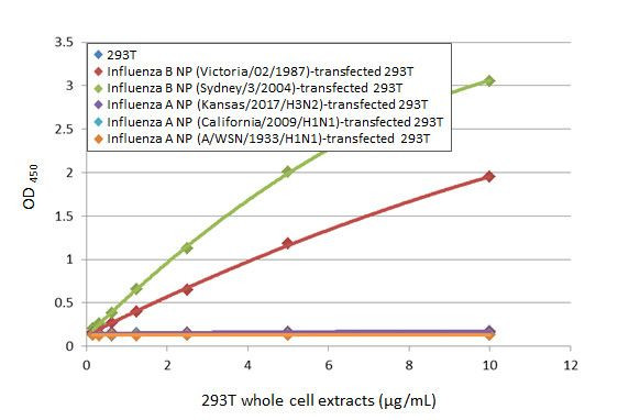 Influenza B NP Antibody in ELISA (ELISA)