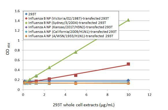 Influenza B NP Antibody in ELISA (ELISA)