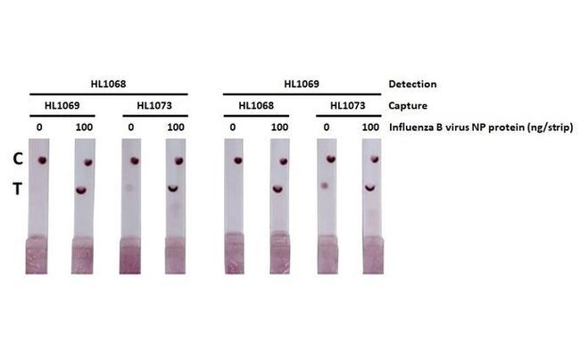 Influenza B NP Antibody in Lateral Flow (LF)