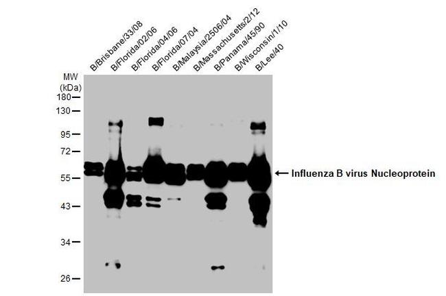 Influenza B NP Antibody in Western Blot (WB)