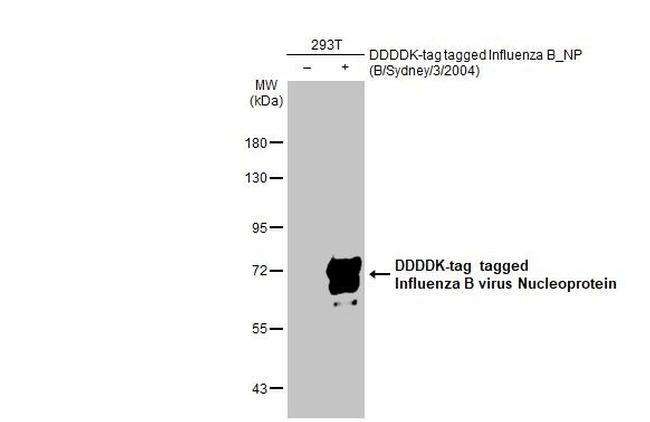 Influenza B NP Antibody in Western Blot (WB)