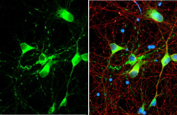 MBP Antibody in Immunocytochemistry (ICC/IF)