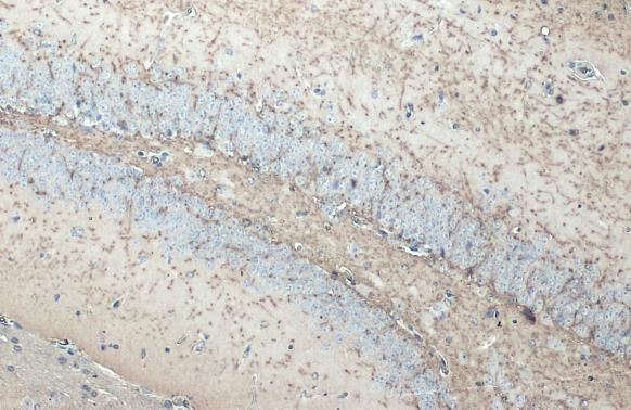 MBP Antibody in Immunohistochemistry (Paraffin) (IHC (P))