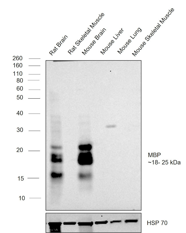 MBP Antibody