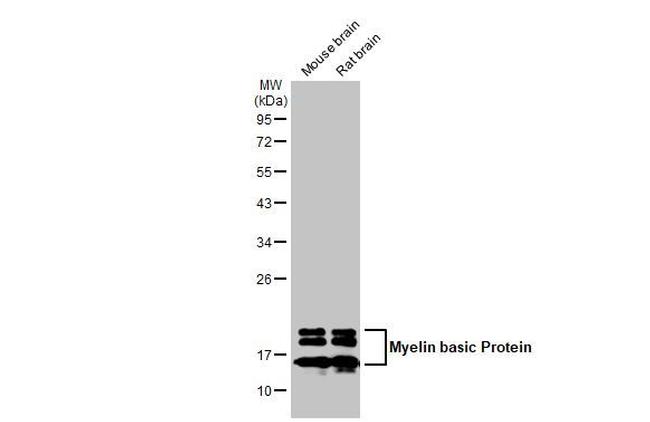 MBP Antibody in Western Blot (WB)