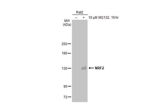 Nrf2 Antibody in Western Blot (WB)