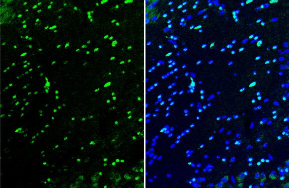 OLIG2 Antibody in Immunohistochemistry (Frozen) (IHC (F))