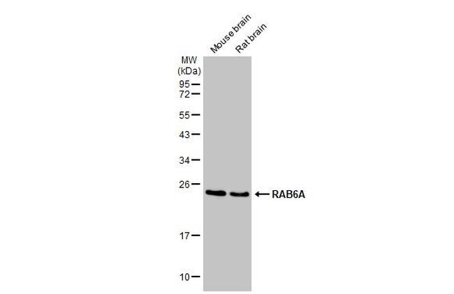 RAB6A Antibody in Western Blot (WB)