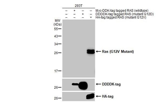 K-Ras (G12V Mutant) Antibody in Western Blot (WB)