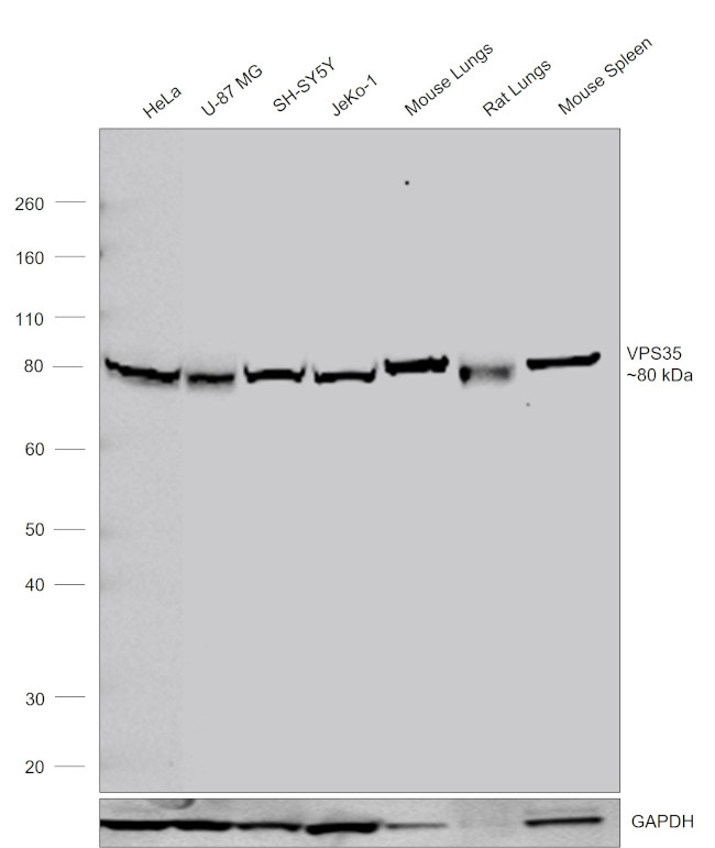 VPS35 Antibody in Western Blot (WB)