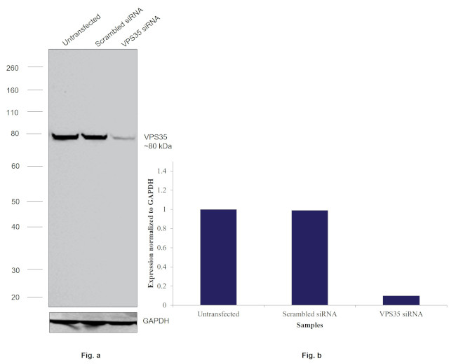 VPS35 Antibody in Western Blot (WB)