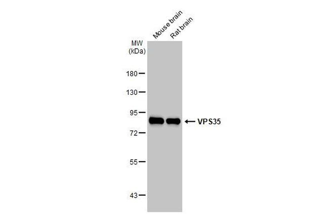 VPS35 Antibody in Western Blot (WB)