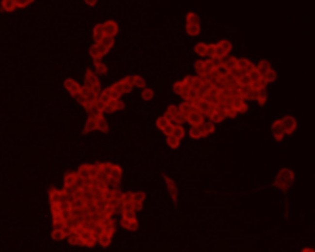 Chromogranin A Antibody in Immunocytochemistry (ICC/IF)