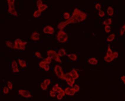 Chromogranin A Antibody in Immunocytochemistry (ICC/IF)