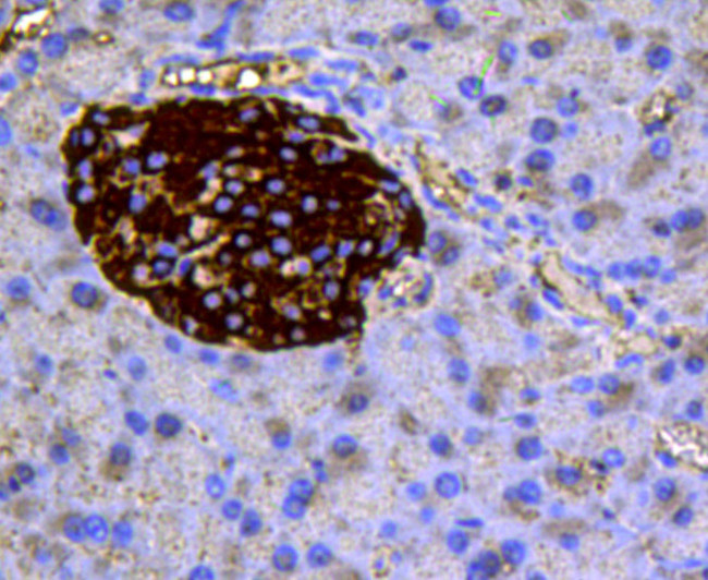 Chromogranin A Antibody in Immunohistochemistry (Paraffin) (IHC (P))