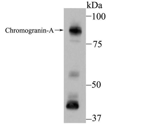 Chromogranin A Antibody in Western Blot (WB)