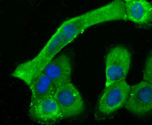 Cardiac Troponin T Antibody in Immunocytochemistry (ICC/IF)